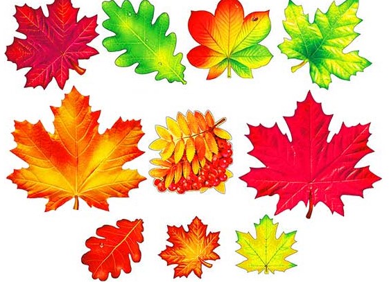Украшение на скотче 'Кленовый лист', (1;уп), HPR-02