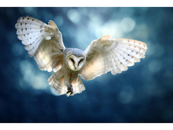 Алмазная мозайка (классич.) 20х30 см, на картоне (20 цв.) 'Размах крыльев', НД-0970